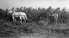 Farmer Plowing through Corn