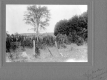 Tree and Fence