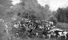 The Wright Clark Cow Herd
