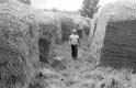 In the hay