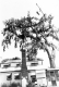 Arborist towers over tree