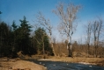 A river, conifers and leafless deciduous trees