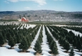 Tree Farm in Bennington