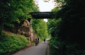 Bike path amidst leafy green foliage