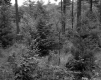 Appealed Property in Brattleboro