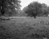 Alton W. Adams Estate