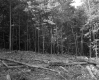 Henry A. & Margaret Miner Property