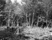 Henry A. & Margaret Miner Property