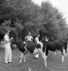 4-H Dairy Show