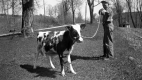 Young Boy and Baby Cow