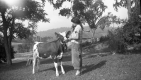 Woman With a Calf