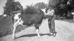 Woman with Cow