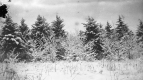 Snow Covered Trees