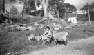 Farm Scene in Middlebury