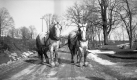 Two Horses on a Dirt Road