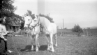 Two White Horses