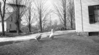 Two Happy Ducks