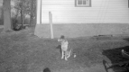 Dog In Yard