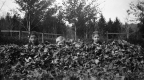 Three Kids in Leaves