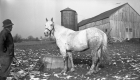 Horse and Owner