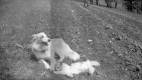 Dog and Cat in Play