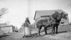 Horses Pulling Man in Barrel