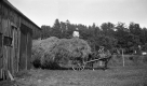 Horse Carrying Hay