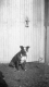 Dog in Front of Farm Building