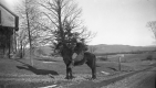 Young Boy with Pony