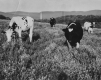 Cows in a Field
