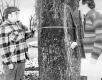Two Men Measure Tree