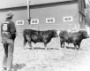 A Man Peers at His Cattle