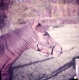 Horse in Field 
