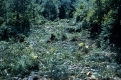 Foliage 