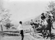 Horse and Carriage