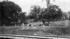 Cattle Grazing in a Field