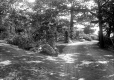 Dirt Road in the woods
