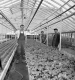 Greenhouse and Dept. of Agriculture Men
