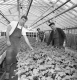 Greenhouse Scene