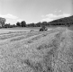 Harvesting Hay