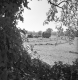 Hay Cart through Trees