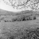 Grassy Hills