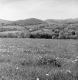 Flowers in the Grass