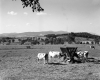 Cattle Scene at Fillmore Farm