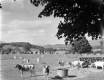Cows in a field