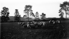 Sheep on Northern Lot Woods