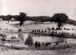 Farmland with Cattle
