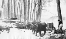 Team of Oxen in a Stand of Sugar Maples 