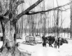 Team of Oxen in a Stand of Sugar Maples 