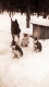 Sitka and her Pups